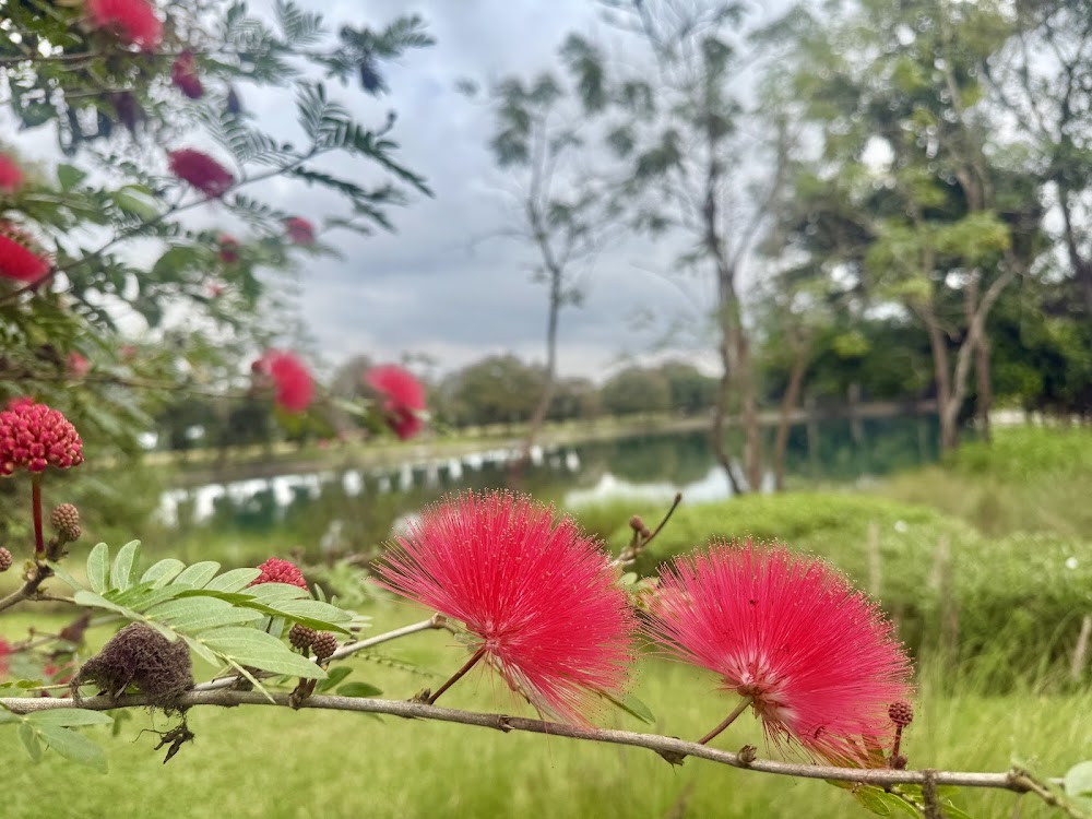 Something Journey Chiang Rai Cafe | Restaurant | Villa ซัมติง เจอร์นี่ 宿泊者の投稿写真 5